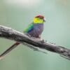 A wild Red-capped Parrot perches on a branch