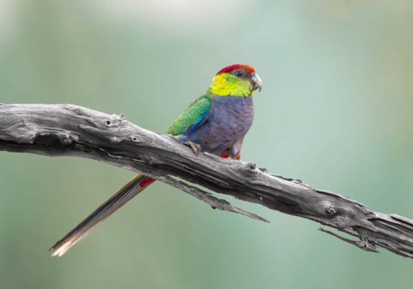 A wild Red-capped Parrot perches on a branch