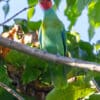 A wild Red-cheeked Parrot perches in a tree