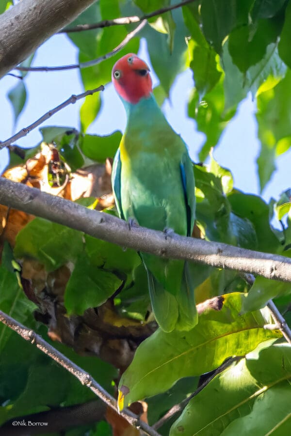 A wild Red-cheeked Parrot perches in a tree