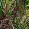 Wild Red-cheeked Parrot ssp cyanicollis perches in a palm tree