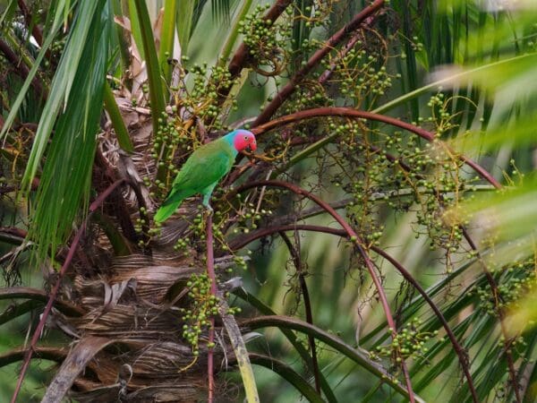 Wild Red-cheeked Parrot ssp cyanicollis perches in a palm tree