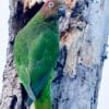 A wild female Red-cheeked Parrot clings to a tree trunk