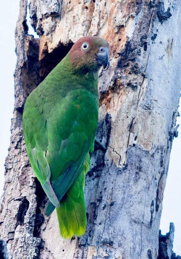 A wild female Red-cheeked Parrot clings to a tree trunk