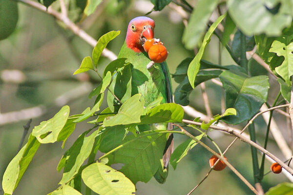 A wild Red-cheeked Parrot feeds on fruit