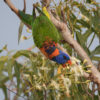 A wild Red-collared Lorikeet feeds on nectar