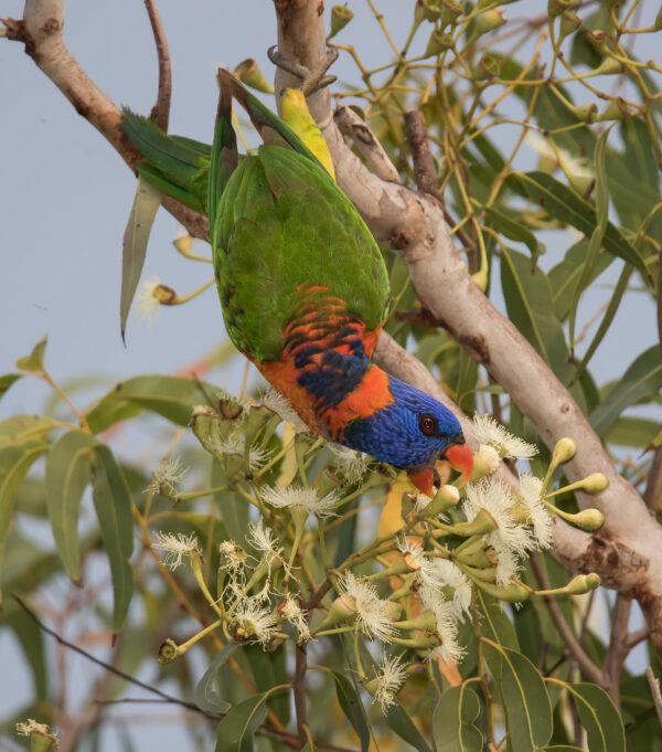 A wild Red-collared Lorikeet feeds on nectar