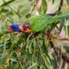 A wild Red-collared Lorikeet forages in a tree