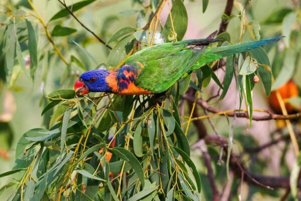 A wild Red-collared Lorikeet forages in a tree