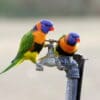 Wild Red-collared Lorikeets perch on a tap