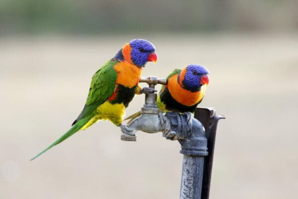 Wild Red-collared Lorikeets perch on a tap