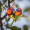 Wild Red-collared Lorikeets interact