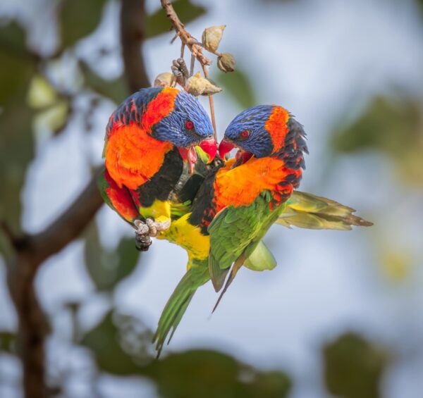 Wild Red-collared Lorikeets interact