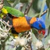 A wild Red-collared Lorikeet feeds on nectar