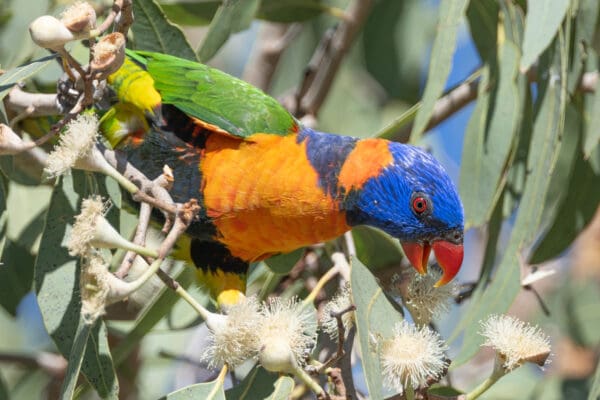 A wild Red-collared Lorikeet feeds on nectar