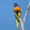 A wild Red-collared Lorikeet calls to its cohorts