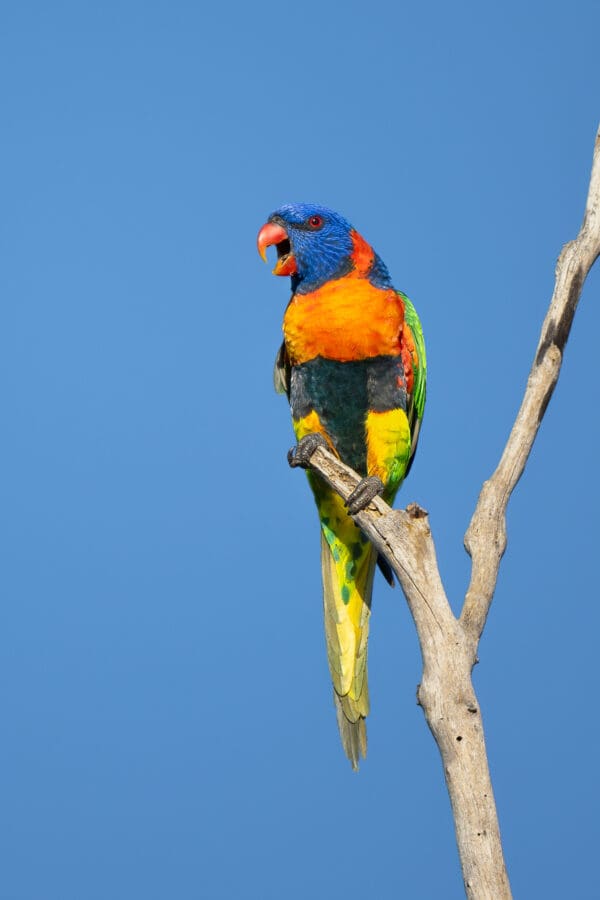 A wild Red-collared Lorikeet calls to its cohorts