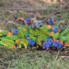 Wild Red-collared Lorikeets feed on the ground