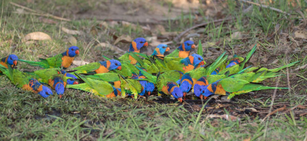 Wild Red-collared Lorikeets feed on the ground