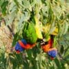 Wild Red-collared Lorikeets forage in a tree
