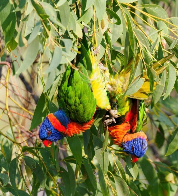 Wild Red-collared Lorikeets forage in a tree