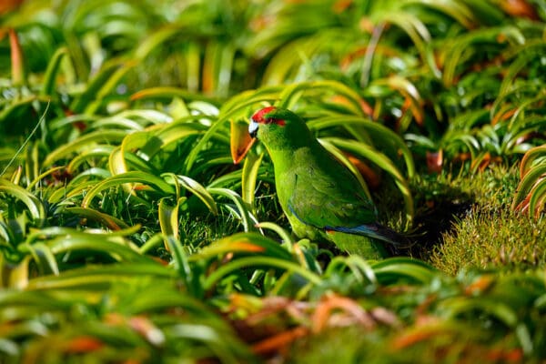 A wild Red-crowned Parakeet forages amongst grasses