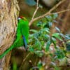 A wild Red-fronted Parakeet clings to a tree trunk
