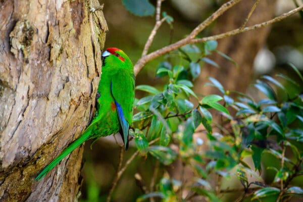 A wild Red-fronted Parakeet clings to a tree trunk