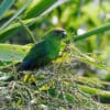 A wild Red-fronted Parakeet perches in a tree