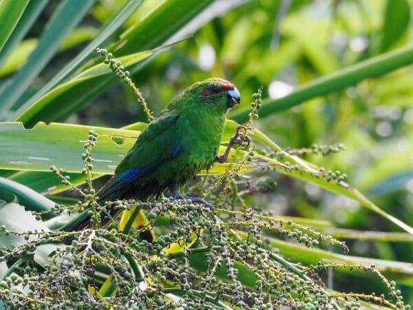 A wild Red-fronted Parakeet perches in a tree