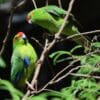 Wild Red-crowned Parakeets perch on a branch