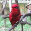 A Red-and-blue Lory perches on a branch