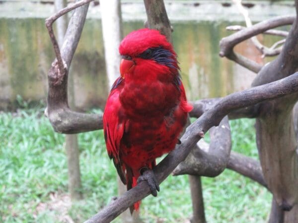 A Red-and-blue Lory perches on a branch