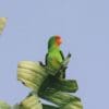 A wild Red-faced Lovebird perches on a leaf