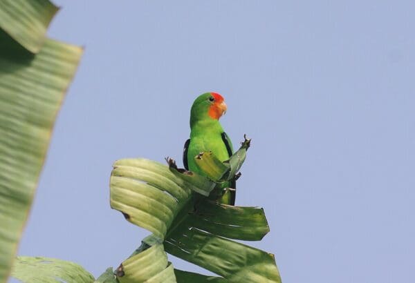 A wild Red-faced Lovebird perches on a leaf