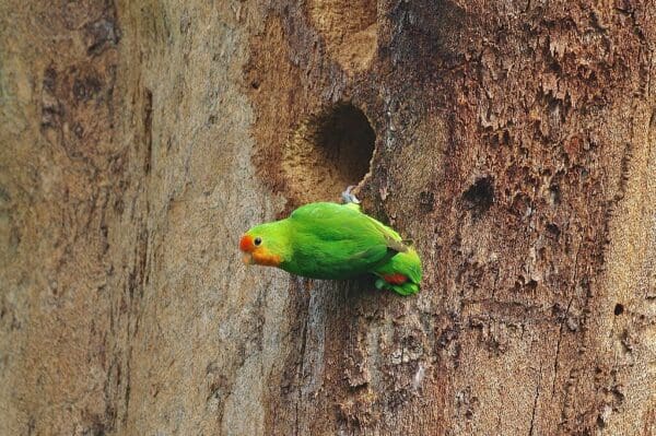 A wild Red-faced Lovebird clings by a nest cavity
