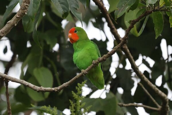 A wild Red-faced Lovebird perches on a branch
