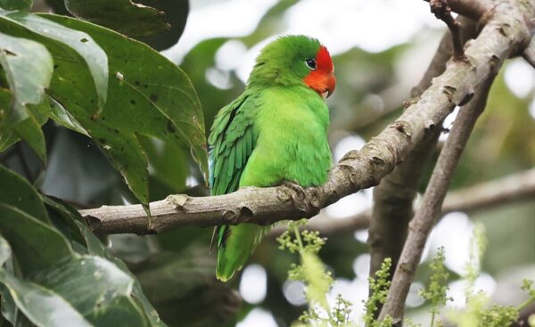 A wild Red-faced Lovebird perches on a branch