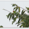 A wild Red-faced Lovebird perches in a leafy tree