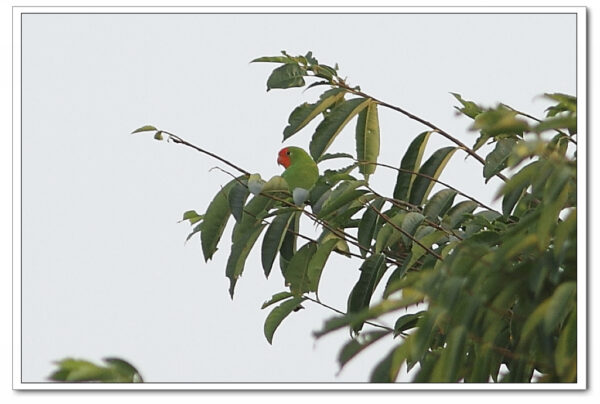 A wild Red-faced Lovebird perches in a leafy tree