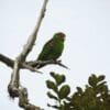 A wild Red-faced Parrot perches on a branch