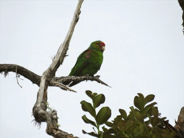 A wild Red-faced Parrot perches on a branch