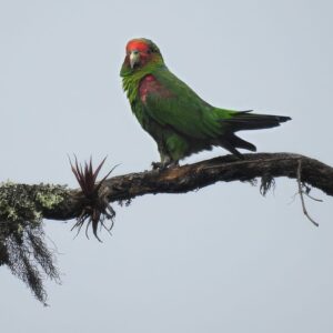 A wild Red-faced Parrot perches on a limb
