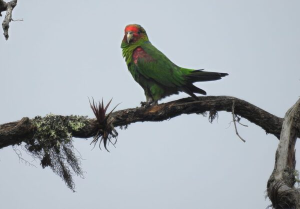A wild Red-faced Parrot perches on a limb