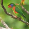 © Nik Borrow CC BY-NC 2.0 via Flickr A wild Red-flanked Lorikeet perches on a branch