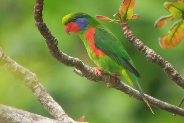 A wild Red-flanked Lorikeet perches on a branch