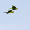 Wild Red-fronted Conures in flight