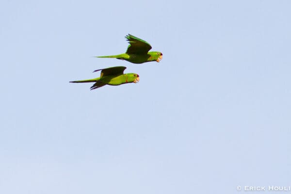 Wild Red-fronted Conures in flight