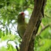 A wild Red-fronted Conure clings to a tree