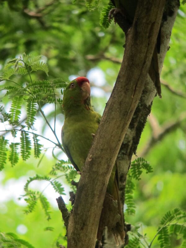A wild Red-fronted Conure clings to a tree